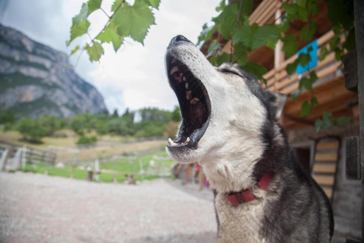 Agriturismo Athabaska San Lorenzo Dorsino Eksteriør billede