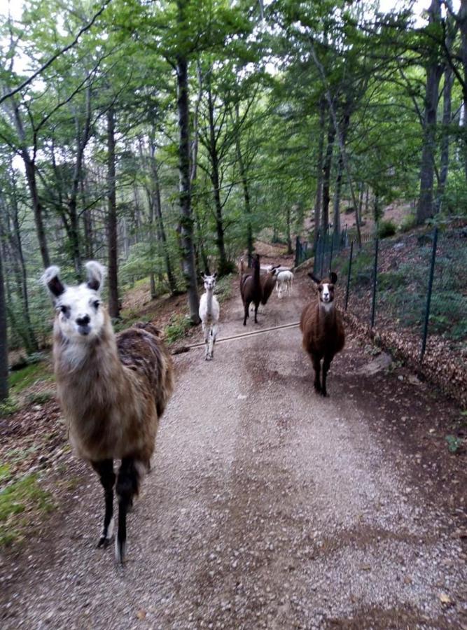 Agriturismo Athabaska San Lorenzo Dorsino Eksteriør billede